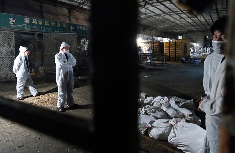 上海关闭活禽市场2万多禽鸟被扑杀