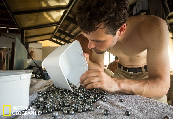 利用鱼类清洁牡蛎博士研究生探寻可持续发展珍珠养殖