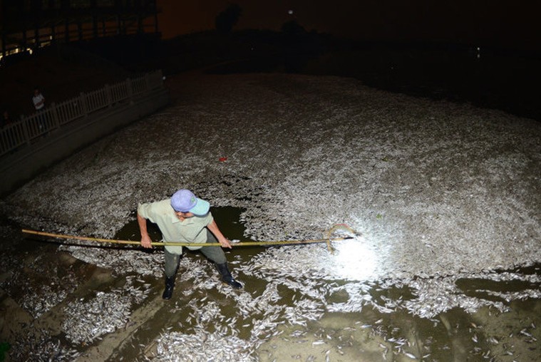 武汉东西湖现大量死鱼连夜打捞或与上游污染有关