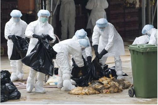 上海关闭活禽市场2万多禽鸟被扑杀