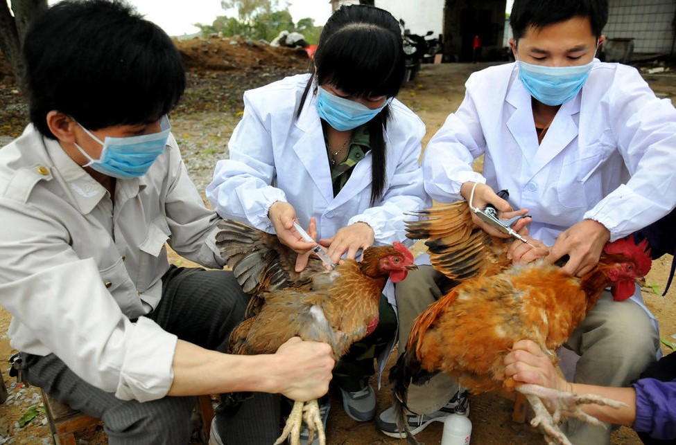 中国多地备战h7n9禽流感